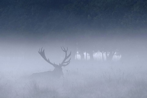 Red deer