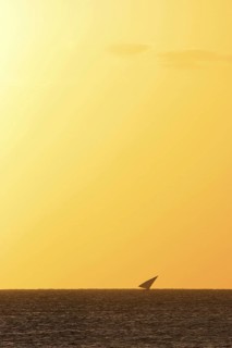 Traditional dhow sailing boat on the Indian Ocean at sunset