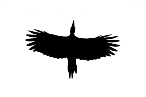 Silhouette of black woodpecker
