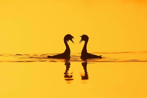Great crested grebe