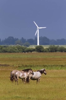 Herd of Konik horses