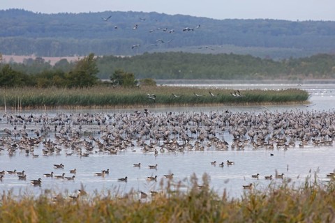Common Crane