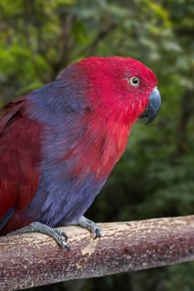 Eclectus parrot