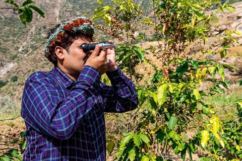 Traditional dressed man of the Qahtani Flower men tribe in the coffee plants