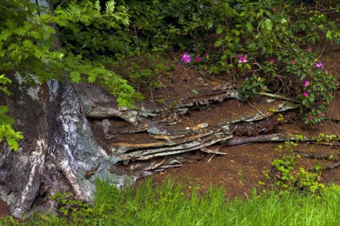 Peat cutting in Worpswede