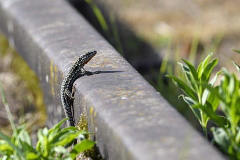 Common wall lizard