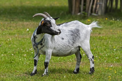 Domestic goat at petting zoo