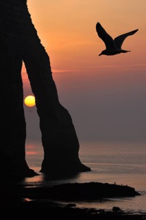 Silhouette of seagull and the Porte D'Aval