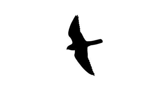 Silhouette of Eurasian hobby