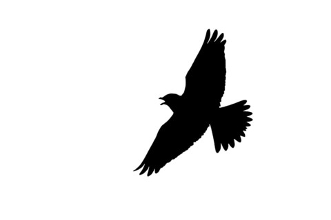 Silhouette of Eurasian skylark