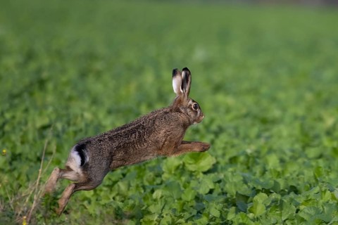 Hase