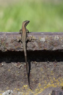 Common wall lizard