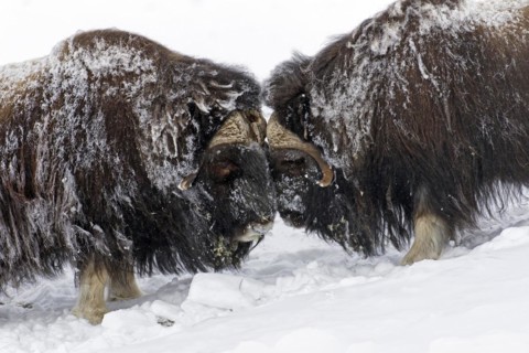 Muskox