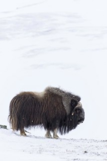 Muskox