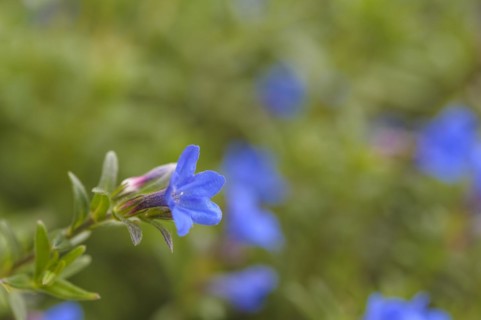 Lithodora diffusa heavenly blue