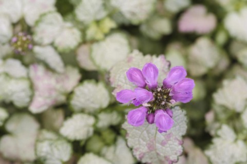 Lamium maculatum