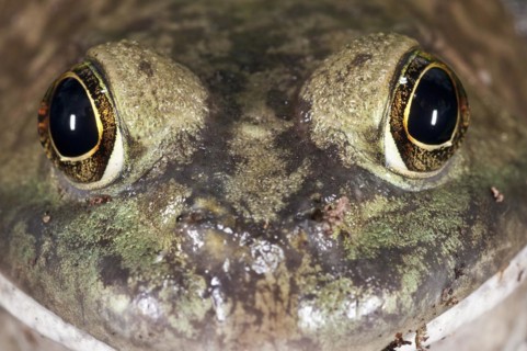 Bullfrog