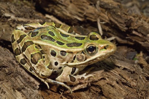 The northern leopard frog