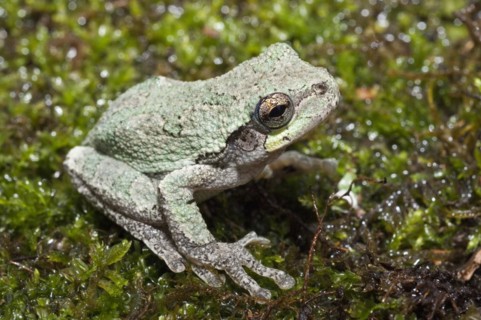 Eastern gray tree frog