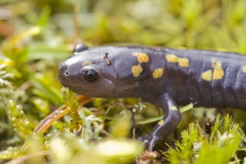 Spotted salamander