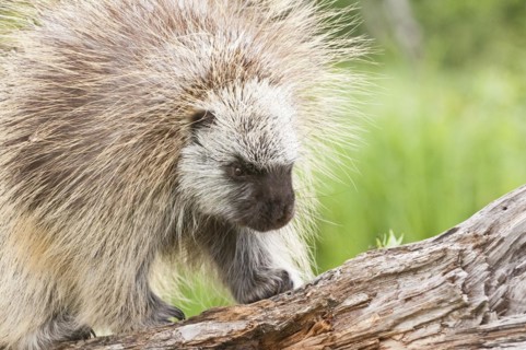 Adult male North American porcupine