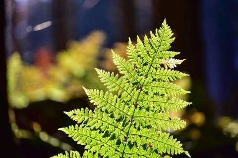 Autumn mood in the forest with ferns against the light