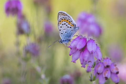 Silver-studded blue