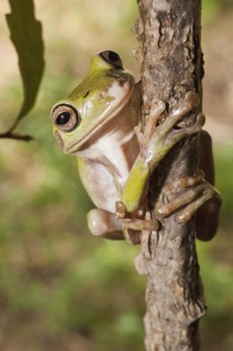 Whites Tree Frog