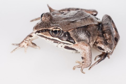 Wood frog