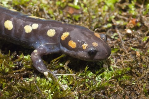 Spotted salamander