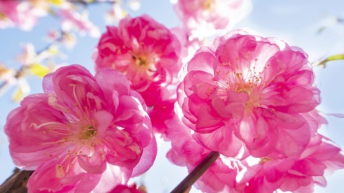 Spring cherry or early ornamental cherry