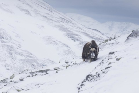 Muskox