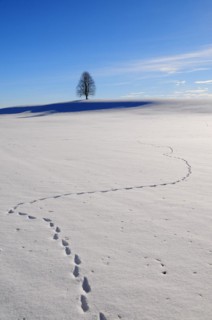 Tracks in the snow