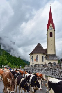 Driving cows to pasture in Au in the Bregenzerwald