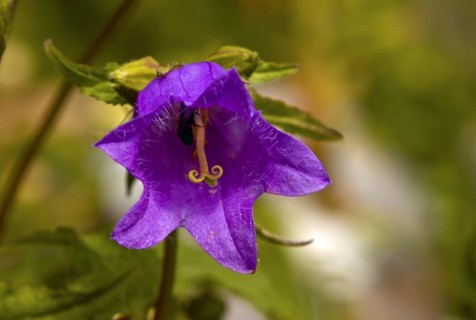 Peach-leaved bellflower