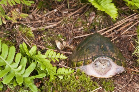 Loggerhead musk turtle
