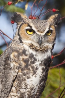Common Great Horned Owl