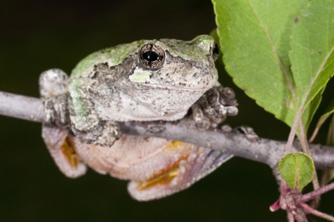 Gray tree frog