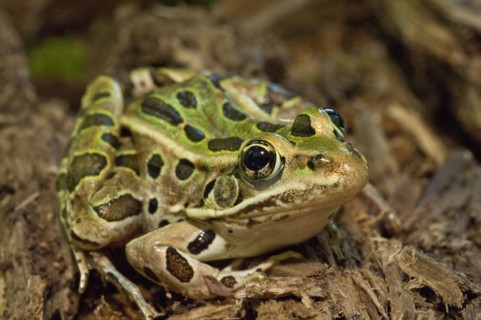 The northern leopard frog