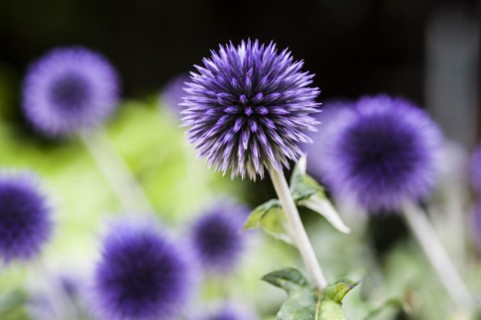 Veitchs Blue