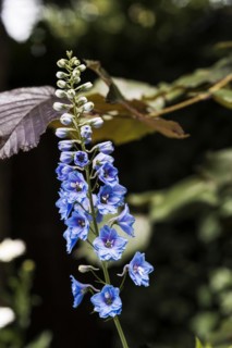 Delphinium