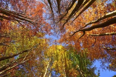Treetops of beech trees on a sunny autumn day