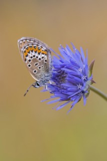 Silver-studded blue