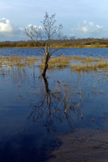 Flooded meadows in the Breites Wasser nature reserve near Worpswede