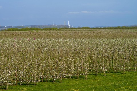 Apple trees in blossom in the Alte Land near Luehe Gruenendeich