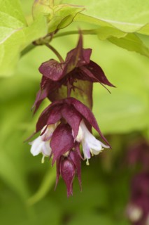 Himalayan Honeysuckle