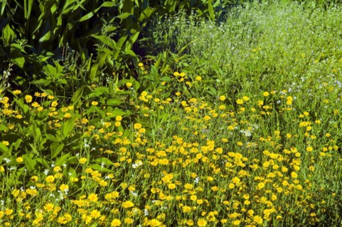 Seedworts