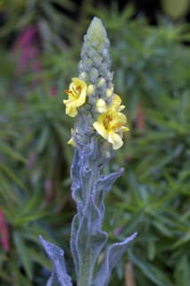 Large-flowered mullein