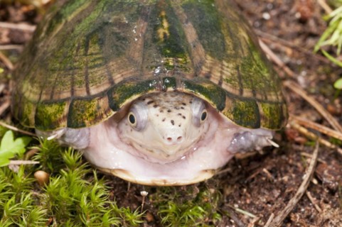 Loggerhead musk turtle