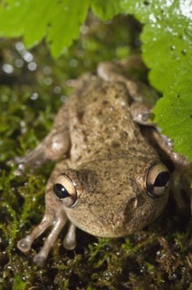 Cuban tree frog